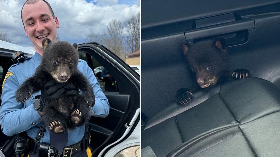 Abandoned bear cub, 'under arrest for cuteness,' grabbed by state troopers from interstate highway Melbourne School