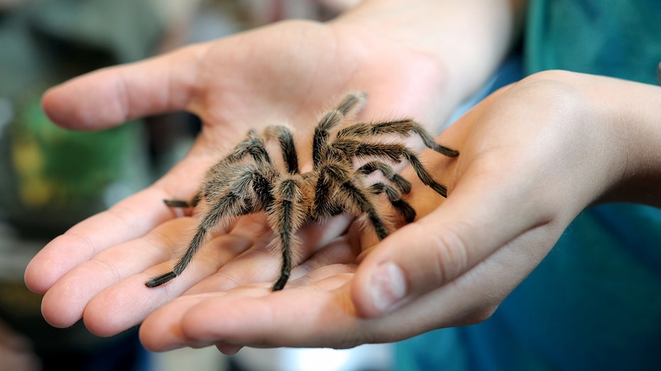 Tarantulas are on the move and will swarm during mating season in certain states Melbourne School